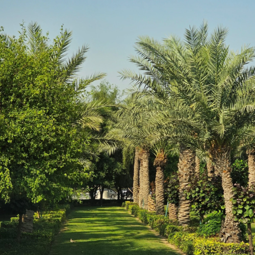 Farm al barari