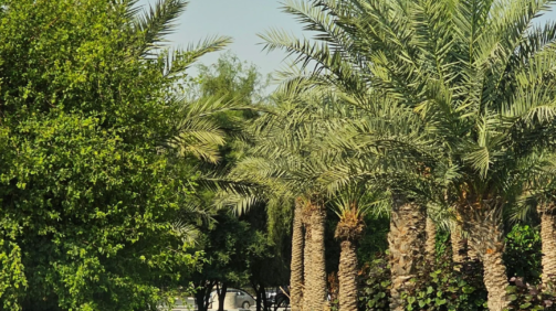 Farm al barari